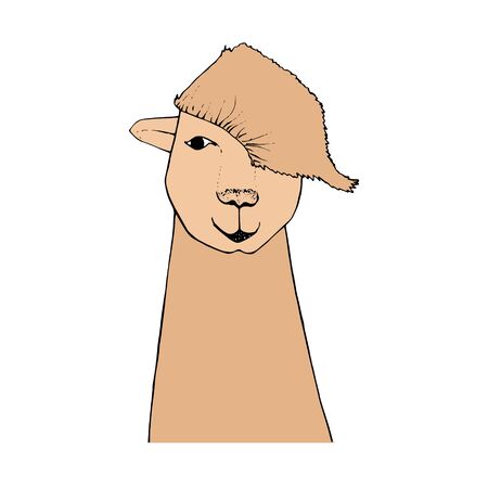 Alpaca hand drawn cartoons sketch art design elements stock vector illustration for web, for printのイラスト素材