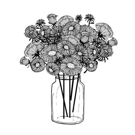 Aster monochrome flowers herb in a jar. Botanical hand drawn ink illustration for web, for printのイラスト素材