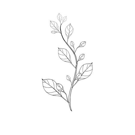 Plant branch with bud leaves ink monochrome hand drawn sketch. Art nature design element stock vector illustration for web, for print, for product tea designのイラスト素材