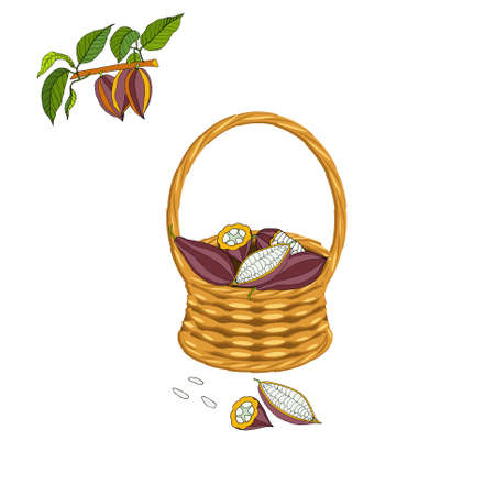Cacao bean in baked art design element stock vector illustration for web, for print stookc object isolated, for product design, for packing designのイラスト素材