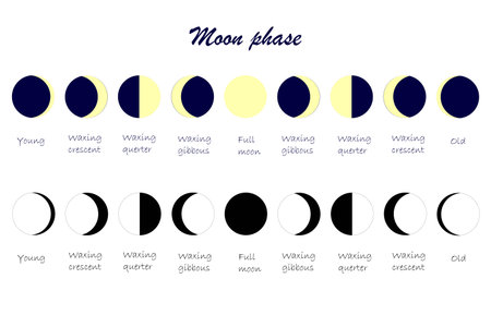 Moon cycle scheme. Everything moon phases yang waxing crescent waxing quarter waxing gibbous full moon old stock vector illustration for web, for print, for nature educationのイラスト素材
