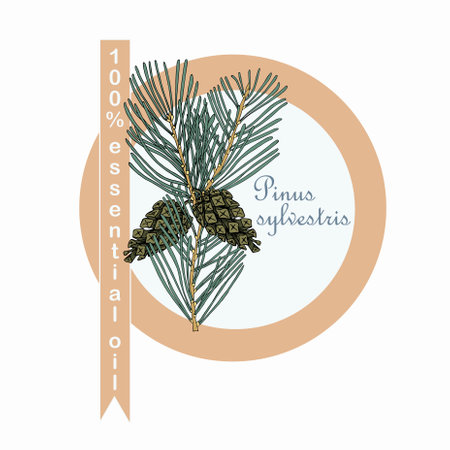 Scotch pine 100% essential oil label. Colorful art design elements stock vector illustration for product design, for packing designのイラスト素材