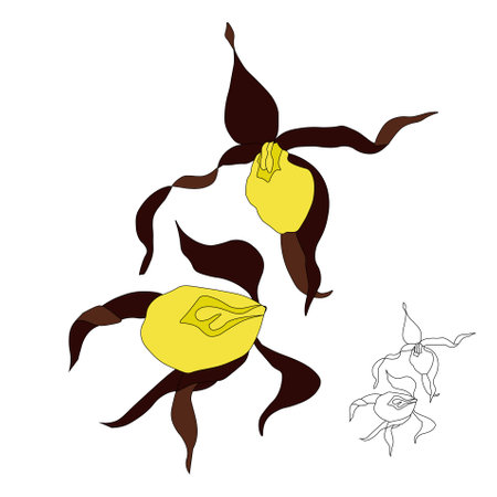 Lady's-slipper orchid flowers art design elements stock vector illustration for web, for print, for gardening design, for product design, for packing design, for coloring pageのイラスト素材