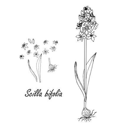 Monochrome snowdrop plant on white nature art design elements stock vector illustration for web, for print, for fabric printのイラスト素材