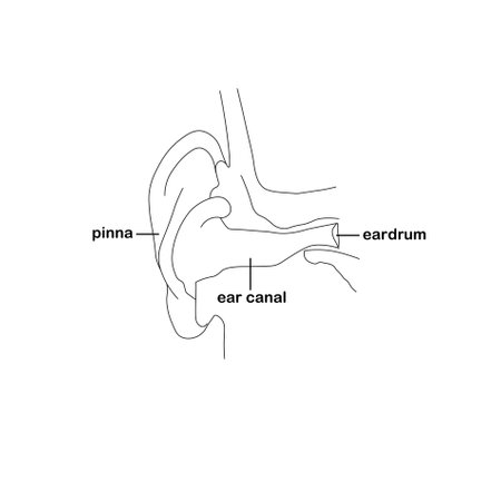 Monochrome ear. Eardrum pinna ear canal outline art design stock vector illustration for web, for printのイラスト素材