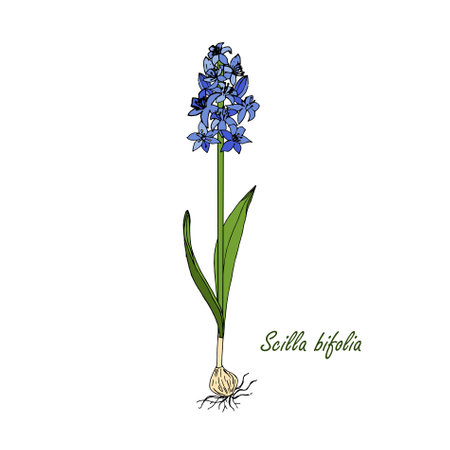 Blue snowdrop plant on white nature art design elements stock vector illustration for web, for print, for fabric printのイラスト素材