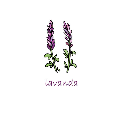 Lavanda colorful plant. Hand drawn ink art design object isolated stock vector illustration for web, for print, for herbal tea product design, for packing design medicinal plantsのイラスト素材