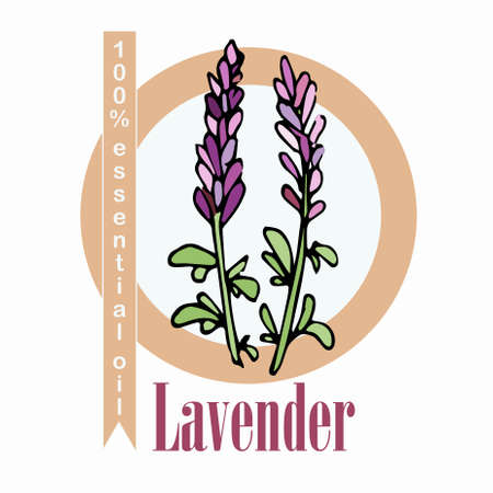 Lavender 100% essential oil label. Colorful art design elements stock vector illustration for product design, for packing designのイラスト素材