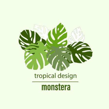 Monstera leaves nature botanical art design element stock vector illustration for web, for printのイラスト素材