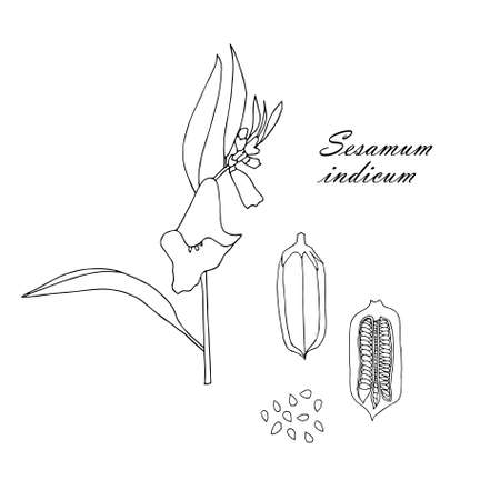 Sesame plant outline sketch monochrome art design stock vector illustration for web, for printのイラスト素材