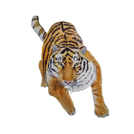 Tiger. Watercolor sketch of animal object isolated stock vector illustration for web, for printのイラスト素材