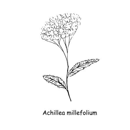 Yarrow scketch monochrome nature medical plant for web, for print, for fabric print, for packaging designのイラスト素材
