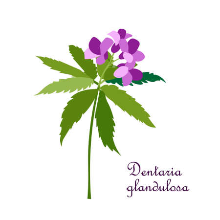 Bittercresses toothworts forest plant violet flowers green leaves stock vector illustration for web, for printのイラスト素材