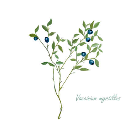 Blueberry plant with fruit. Watercolor botanical illustration stock vector illustration for web, for printのイラスト素材