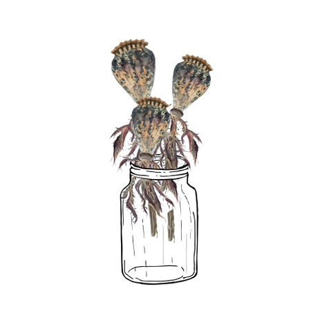 Poppy seeds in a jar bouquet watercolor and graphic design stock vector illustration for web, for printのイラスト素材
