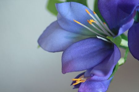 Artificial Irisの写真素材