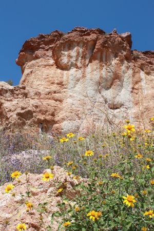 Yellow flowers growing in desert canyonの写真素材