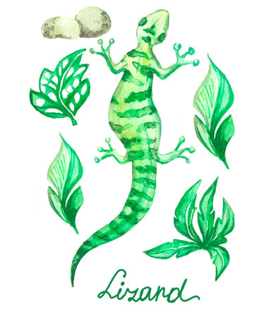 Watercolor lizard in its environment. can be used for interior decoration in an aquarium. drawn by hand.の写真素材