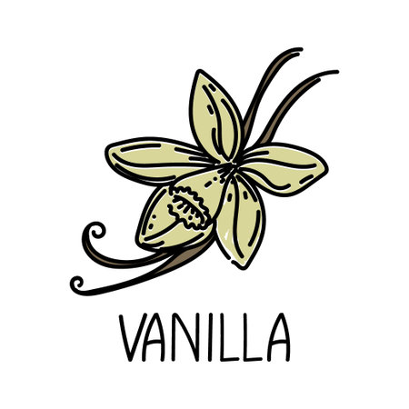 Vanilla, drawn element in doodle style.のイラスト素材