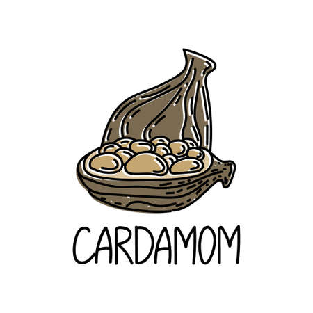 Cardamom, drawn element in doodle style.のイラスト素材
