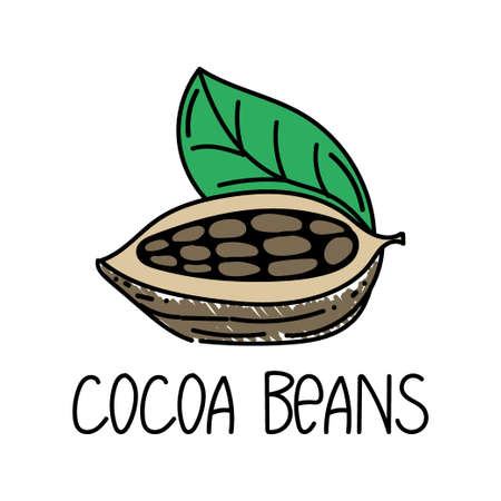 Cocoa beans, drawn element in doodle style.のイラスト素材