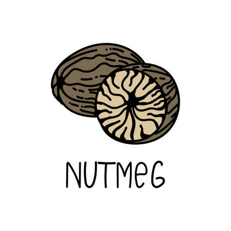Nutmeg, drawn element in doodle style.のイラスト素材