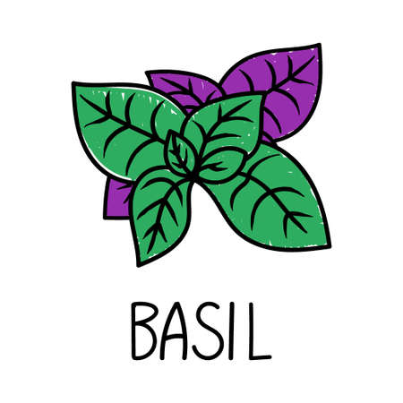 Basil, hand-drawn doodle-style element. Logo and emblem packaging design template - spices and herbs - multicolored basil leaves. logo.のイラスト素材