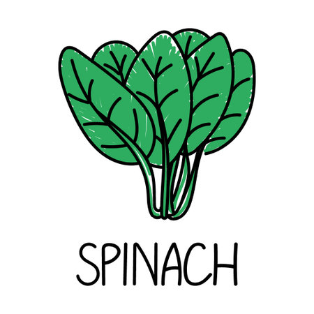 Spinach, hand-drawn doodle style element. Logo and emblem packaging design template - spice - spinach leaves. logo.のイラスト素材