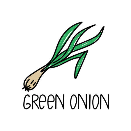 Hand-drawn green spring onion in doodle style. Vector schnitt onion spices and herbs. Illustration of fresh sliced green onions. Icon in cartoon flat style.のイラスト素材