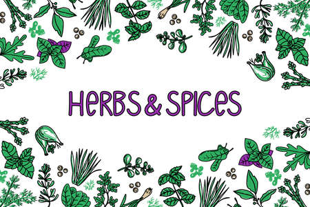 Herbs and spices packaging design template, drawn element in style. Mint, thyme, spinach, rosemary, basil, etc.のイラスト素材