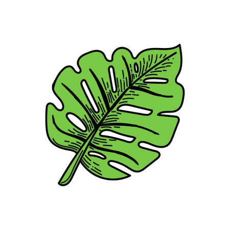 A simple tropical monster leaf icon. Hand-drawn doodle-style element. Monster. Tropics, summer. isolated vector illustrationのイラスト素材