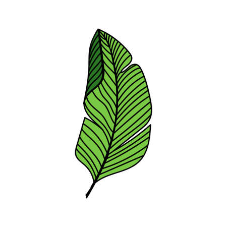 A simple palm leaf icon. Vivid illustration. A hand-drawn doodle-style element. palm tree. Tropics, summer. isolated vector illustrationのイラスト素材