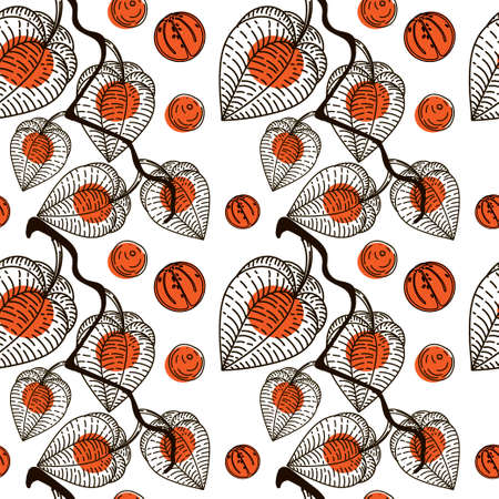 Seamless pattern with dried flowers of physalis, drawn doodle elements in sketch style. Physalis. Phyzalis lace on white backgroundのイラスト素材