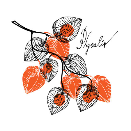 A branch with dried flowers of physalis, drawn elements of a doodle in sketch style. Hand drawn inscription. Berries. Physalis. Phyzalis lace on white backgroundのイラスト素材