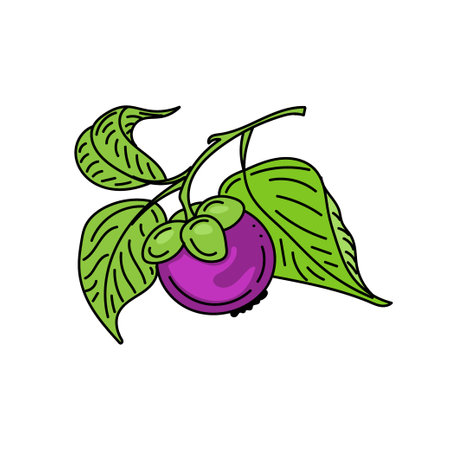Bright mangosteen fruit on a branch, hand-drawn sketches with doodle elements. Fruit with leaves. Mangosteen. exotic fruit. Thailand. vector illustrationのイラスト素材