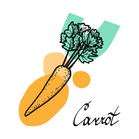 Carrot with abstract spots, hand-drawn elements of a sketch-style doodle. vegetable. Hand-drawn lettering. Bright orange and green spots. Useful Nutrition. Simple vector isolated on white backgroundのイラスト素材