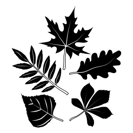 Set of silhouettes of autumn leaves, drawn in a doodle style. thin veins on leaves. Simple vector isolated on white backgroundのイラスト素材