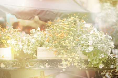 Summer blossom on blured background. Cozy cafe patio. Toned imageの写真素材