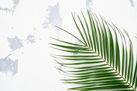 Green palm leaf on white backgroundの写真素材