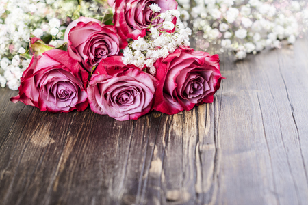 Pink roses on white backgroundの写真素材