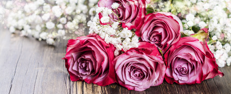 Pink roses on white backgroundの写真素材