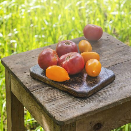 Fresh organic tomatoesの写真素材