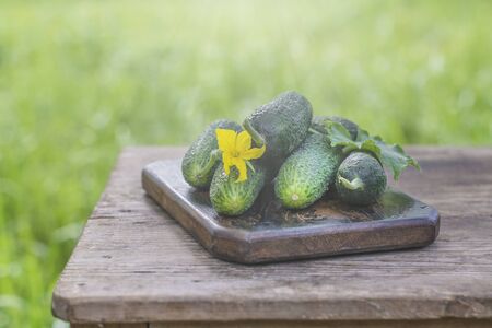 Fresh organic cucumbersの写真素材