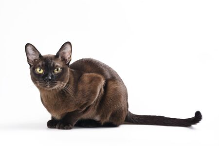 Burmese cat on whiteの写真素材