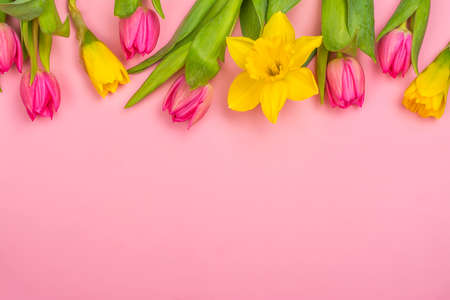 Yellow daffodils and pink tulipsの写真素材