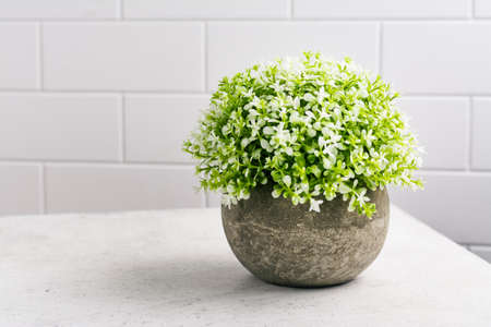 Decorative plants on kitchen tableの写真素材