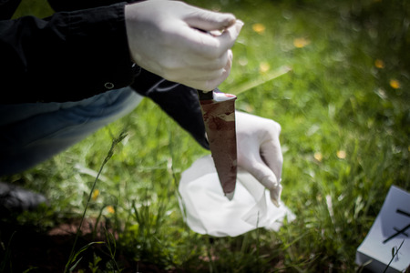 The crime scene, murder, investigation, police found a bloody knife in the grass and taken as evidence, expert with rubber gloves is taken and placed in the bagの写真素材