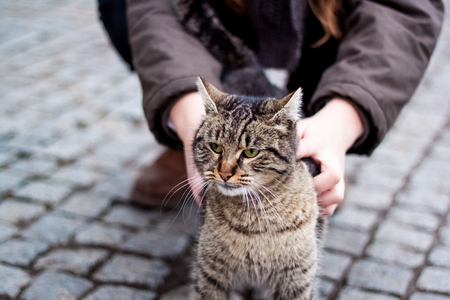 Cute brownish cat with green eyes and a fine attitude enjoys while the maze arms childの写真素材
