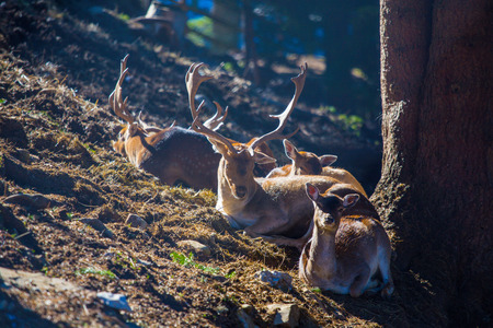 the animals enjoy the last autumn rays of the sun, deer with large horns lay on the grass in the forestの写真素材