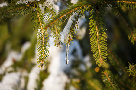 Pine tree branches closeup with snow on a sunny winter day cold Christmas holiday New Year happy feeling atmosphere city park nature forestの写真素材